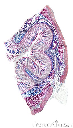 Auerbach Plexus Stock Photo