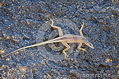 Augrabies flat lizard female Stock Photo