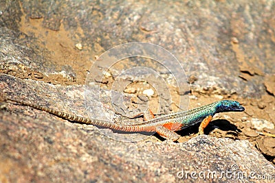 Augrabies flat lizard male Stock Photo