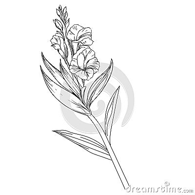 gladiolus august birth month flower, gladiolus august birth flower drawing, outline gladiolus drawing Vector Illustration