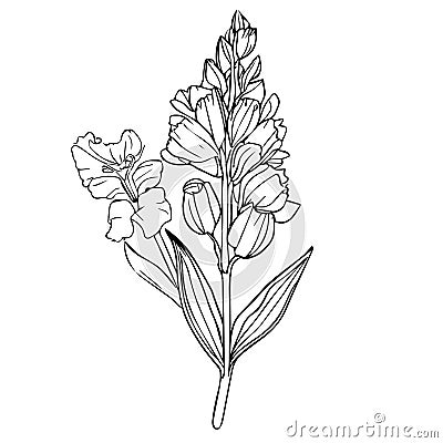 August birth flower flash tattoo designs, stock line drawing coloring pages, gladius August birth flower Vector Illustration