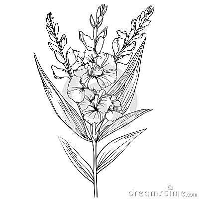 august birth flower tattoo black and white, august birth flower gladiolus, gladiolus vector illustration Vector Illustration