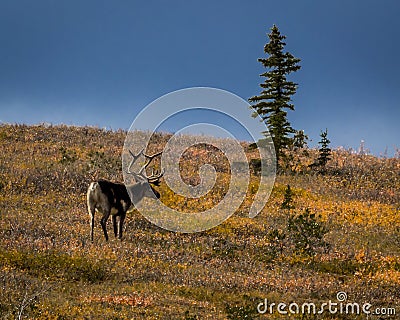 August 27, 2016 - Bull Caribou feeding on tundra in interior of Denali National Park, Alaska Stock Photo