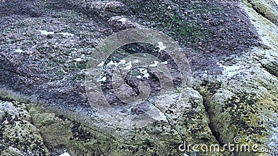 Seagulls on a cliff. August 2017: Gulls shelter on a cliff in a windy summer afternoon. August 2017 in Dunnottar stock video Seagulls on a cliff. August 2017: Gulls shelter on a cliff in a windy summer afternoon. August 2017 in Dunnottar stock video