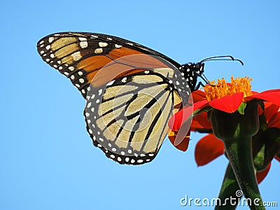 August Monarch Butterfly Feeding on the Nectar Stock Photo