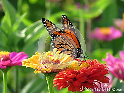 August Monarch Butterfly in the Garden Stock Photo
