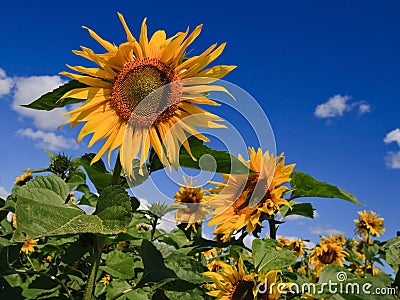 August sunflowers Stock Photo