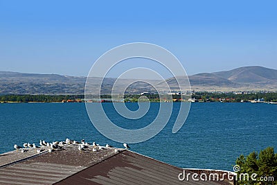 Armenia: lake sevan with gulls on a roof Editorial Stock Photo