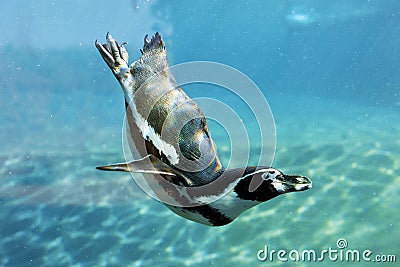 Auk swim Stock Photo