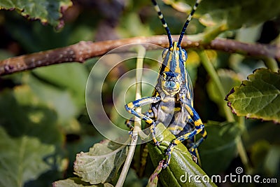 Aularches miliaris is a monotypic grasshopper species of the genus Aularches Stock Photo