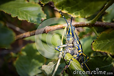 Aularches miliaris is a monotypic grasshopper species of the genus Aularches Stock Photo