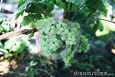 Aunch of grapes on a bright Sunny day.Kishmish grape variety Stock Photo