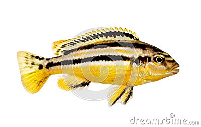 Auratus cichlid Melanochromis auratus golden mbuna aquarium fish isolated Stock Photo