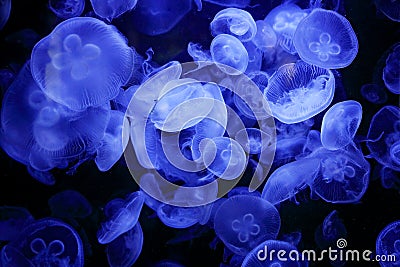 Aurelia labiata, moon jellyfish, in the dark sea water. White blue jellyfish in nature ocean habitat. Water floating bell medusa f Stock Photo