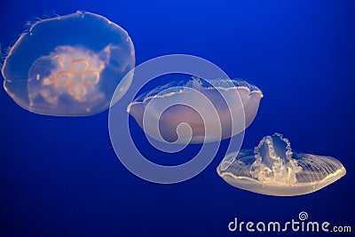 Aurelia labiata - moon Jellyfish Stock Photo