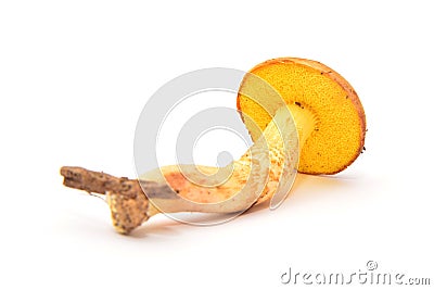 Aureoboletus gentilis mushroom Stock Photo