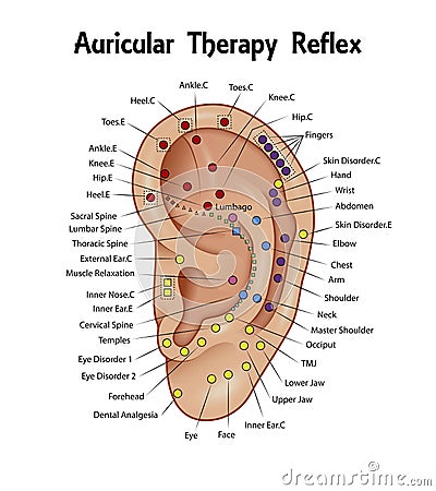 Auricular Therapy Reflex Chart Vector Illustration