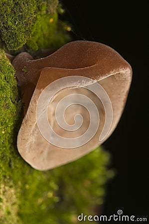 Auricularia auricula-judae Stock Photo