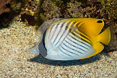 Auriga Butterflyfish Stock Photo