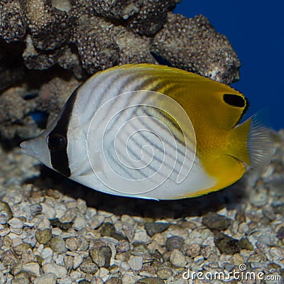 Auriga Butterflyfish Stock Photo