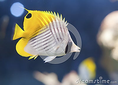 Auriga Butterflyfish (Chaetodon auriga) Stock Photo