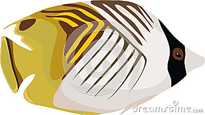 Auriga Butterflyfish (Chaetodon auriga) Stock Photo