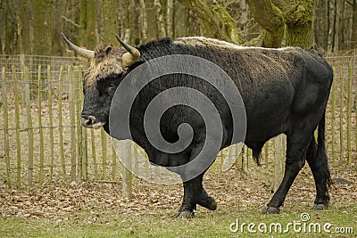 Aurochs animal Bos primigenius Stock Photo