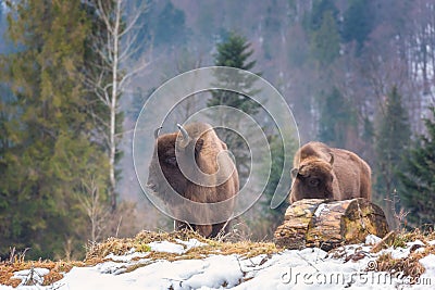 Aurochs european bison in the winter forest, animal wildlife Stock Photo