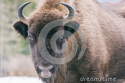 Aurochs european bison in the winter forest, animal wildlife Stock Photo
