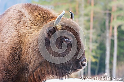 Aurochs european bison in the winter forest, animal wildlife Stock Photo