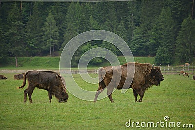 Aurochs bison on the grass in Aurochs Valley Natural Park, Brasov Romania Stock Photo