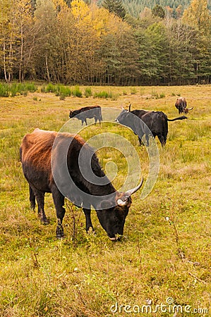 Aurochs on grazing land Stock Photo