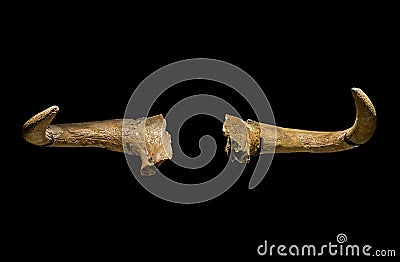 Aurochs massive horns. Isolated over black Editorial Stock Photo