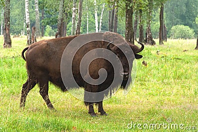 Aurochs in the summer forest Stock Photo