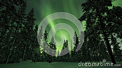 Aurora borealis above trees in Finnish forest. Saariselka. Stock Photo
