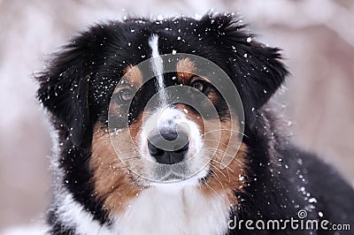 Aussie (Australian shepherd) dog looking straight on you in winter time when snow is falling Stock Photo