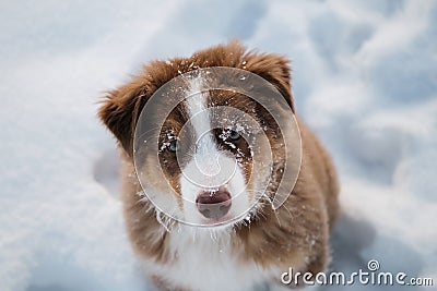 Aussie dog on walk in winter park. Close up portrait of snowflake on dogs muzzle. Portrait of Australian Shepherd puppy red Stock Photo