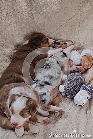 Aussie kids are real shepherds. Three puppies of Australian Shepherd dog red tricolor, Merle and blue Merle lie on soft fluffy Stock Photo