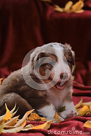 Aussie puppy red tricolor sits on bright red blanket among yellow fallen autumn leaves. Young Australian Shepherd dog smiles. Stock Photo