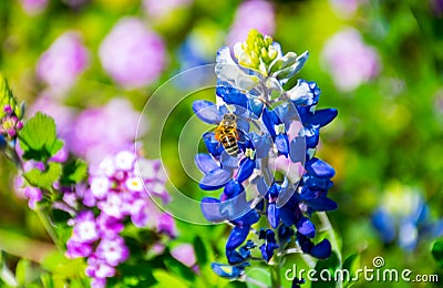 Austin bluebonnet with honey bee collecting pollen on bright spring time day in central texas Stock Photo