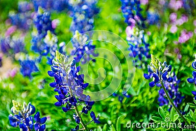 Austin bluebonnets on bright spring time day in central texas Stock Photo