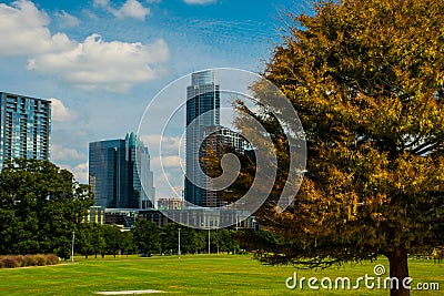 Austin Texas Grass Park near Downtown Pine Tree Fall Colors Close Up Stock Photo