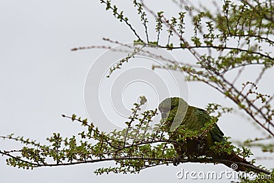 Austral Parakeet (Enicognathus ferrugineus) Stock Photo