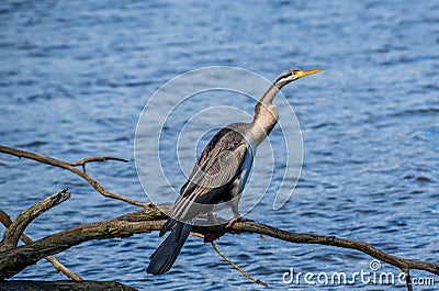 Australasian darter bird by the lake Stock Photo