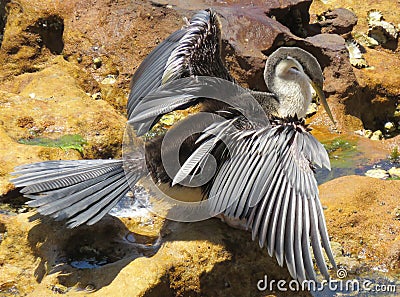 Australasian Darter Stock Photo