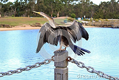 Australasian Darter Spreading Wings by the Lake Stock Photo