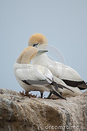 Australasian gannets. Stock Photo