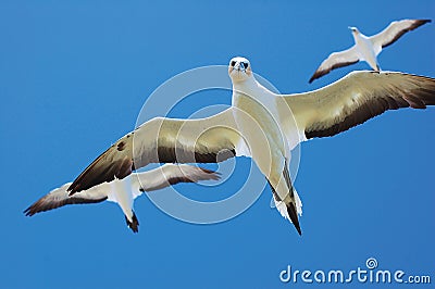 Australasian Gannets, Portland, Vic Stock Photo