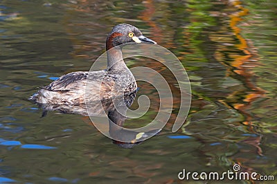 Australasian Grebe Stock Photo