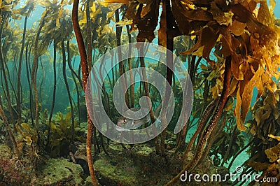 Australasian snapper under kelp forest canopy Stock Photo